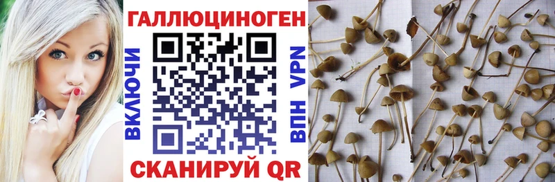 купить наркоту  Прохладный  Галлюциногенные грибы мицелий 